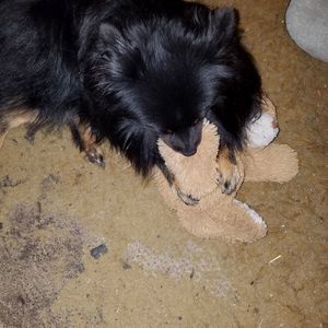 Meet your Posher, Wanda